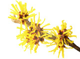 Zaubernuss (Hamamelis): Der Kuss der Zaubernuss