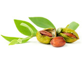 Jojoba: Das faszinierende Chamäleon